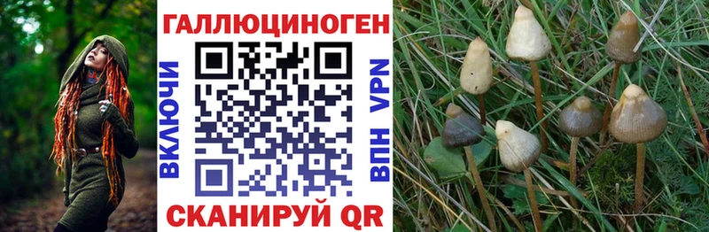 Галлюциногенные грибы Psilocybe  купить   Красноперекопск 